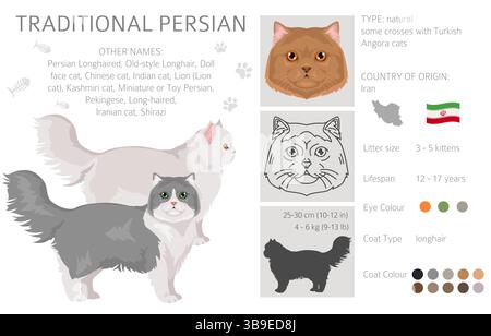 Persische Katze Langhaar Clipart. Traditionelle klassische persische Katze. Alle Lackfarben festgelegt. Infografik zu den Merkmalen aller Katzenrassen. Vektorillustr Stock Vektor