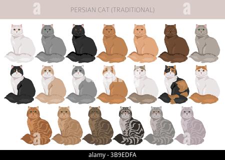 Persische Katze Langhaar Clipart. Traditionelle klassische persische Katze. Alle Lackfarben festgelegt. Infografik zu den Merkmalen aller Katzenrassen. Vektorillustr Stock Vektor