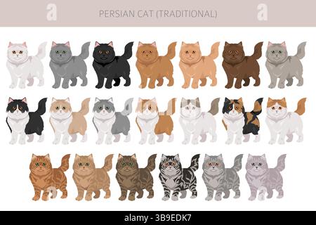 Persische Katze Langhaar Clipart. Traditionelle klassische persische Katze. Alle Lackfarben festgelegt. Infografik zu den Merkmalen aller Katzenrassen. Vektorillustr Stock Vektor