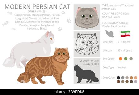 Persische Katze Langhaar Clipart. Moderne persische Katze. Alle Lackfarben festgelegt. Infografik zu den Merkmalen aller Katzenrassen. Vektorabbildung Stock Vektor
