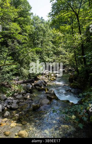 Argelès-Gazost (Südwestfrankreich): „Give d’Azun“, Fluss im Wald Stockfoto