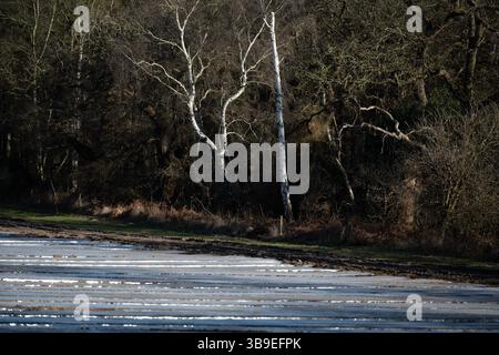 Alte Wälder um Kartoffelkulturen, die mit Vlies bedeckt sind Stockfoto