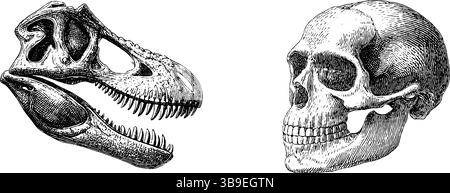 Detaillierte gravierte Illustration des Dinosaurierschädels und der menschlichen Schädelanatomie. Stock Vektor