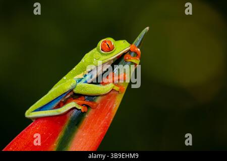Rotäugigen Baumfrosch Stockfoto