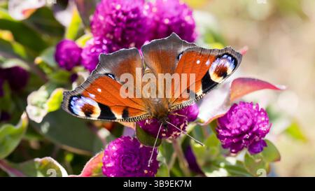Pfauenfalter auf rosa Blumen Stockfoto