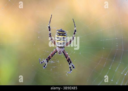 Wasp spider Stockfoto