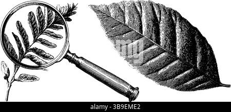 Graviertes Illustrationsset mit paläobotanistischen Werkzeugen und fossilen Blättern für lehrreiches Design. Stock Vektor