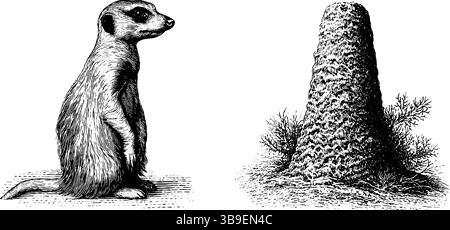 Gravierte Naturillustration mit Erdmännchen- und Termitenhügel für lehrreiches Druckdesign. Stock Vektor