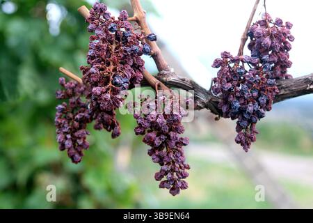 Getrocknete Trauben Stockfoto