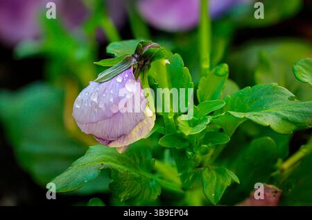 Nahaufnahme einer Stiefmütterchenblume mit Wassertropfen Stockfoto