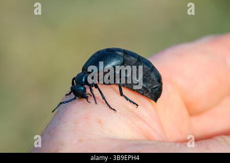 Porträt eines Schwarzblauen Ölkäfers, giftig Stockfoto