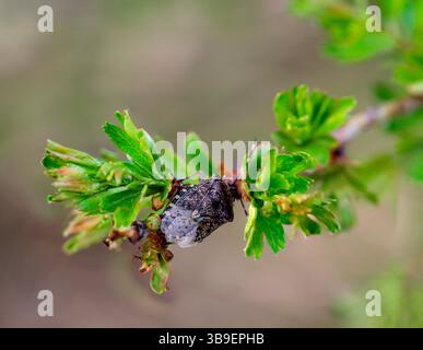 Nahaufnahme einer grauen Gartenkäfer Rhaphigaster nebulosa an einer Pflanze Stockfoto