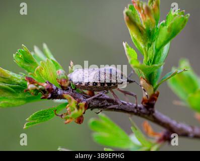 Nahaufnahme einer grauen Gartenkäfer Rhaphigaster nebulosa an einer Pflanze Stockfoto