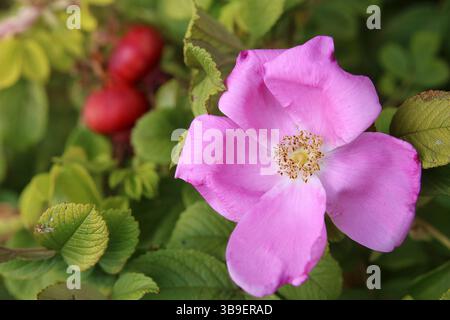 Hagebuttenblüte mit Früchten Stockfoto