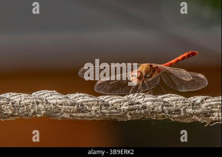 Gewöhnlicher Darter auf dem Tau Stockfoto