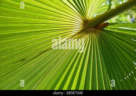 Blatt einer mexikanischen Fächerpalme, Washingtonia robusta, im Detail gegen das Licht Stockfoto