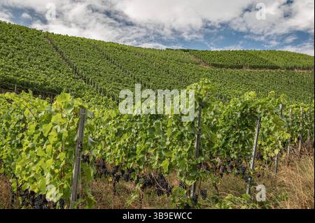 Weinberg bei Dernau im Ahrtal Stockfoto