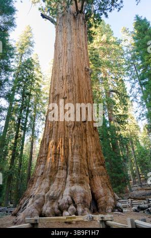 General Sherman Tree in Sequoia und Kings Canyon National Park Stockfoto