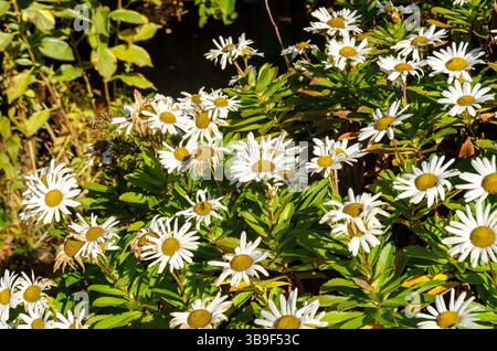 Blühende Gänseblümchen im Spätherbst Stockfoto