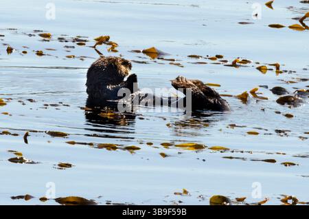 Seeotter im Pazifik Stockfoto