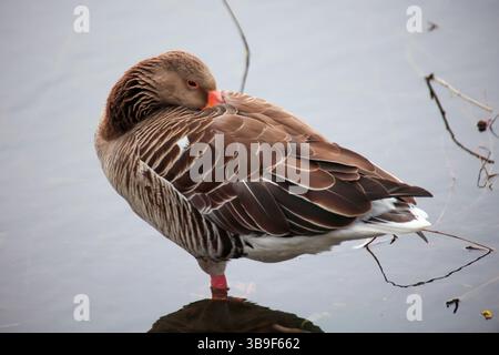 Porträt einer Graugans an einem Teich Stockfoto