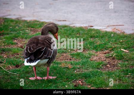 Porträt einer Graugans an einem Teich Stockfoto