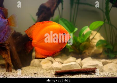 Porträt, Nahaufnahme eines Diskusfisches. Diskus im Aquarium Stockfoto