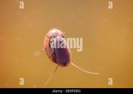 Eine Pfostenhornschnecke im Aquarium. Seine Schale ist wie ein Pfostenhorn geformt Stockfoto