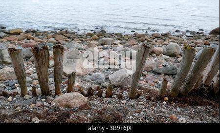 Alte Holzpfähle an einem steinigen Strand Stockfoto