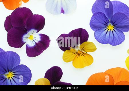 Bunte gehörnte Veilchen auf weißem Hintergrund Stockfoto