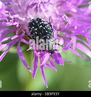 Eine Trauerkäfer (Oxythyrea funesta) auf einer Wiesenblume (Centaurea jacea) Stockfoto