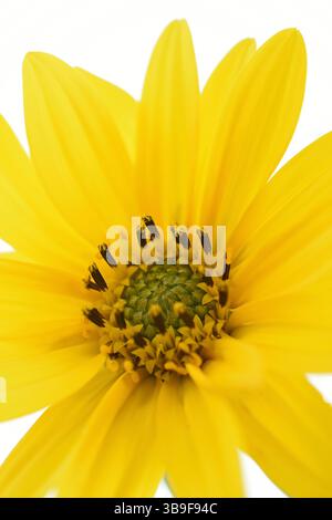 Blume einer ausdauernden Sonnenblume, Helianthus decapetalus, Makro Stockfoto