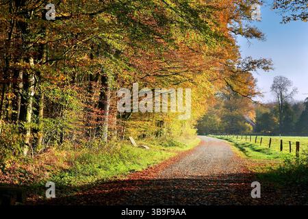 Waldweg vor Eichenwald in goldenen Herbstfarben im Heseler Wald in Hesel Stockfoto