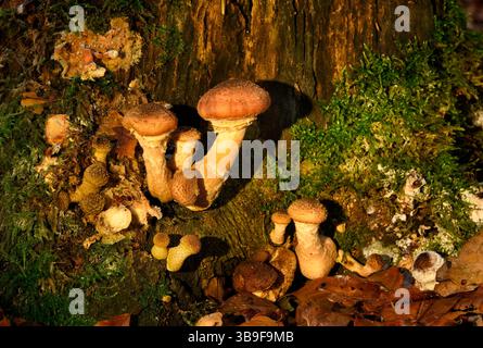 Pilze auf einem Baumstumpf in einem Eichenwald im Herbst Stockfoto
