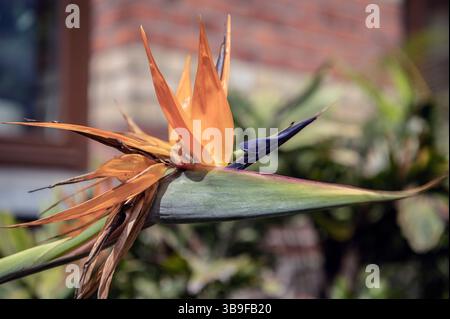 Paradiesvogel Blume in Blüte Stockfoto