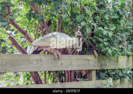Weißer Pfau auf einem Zaun Stockfoto