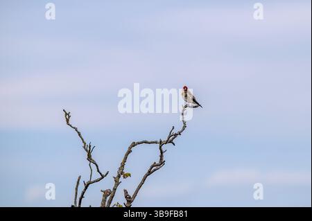Goldfinch in den Zweigen Stockfoto