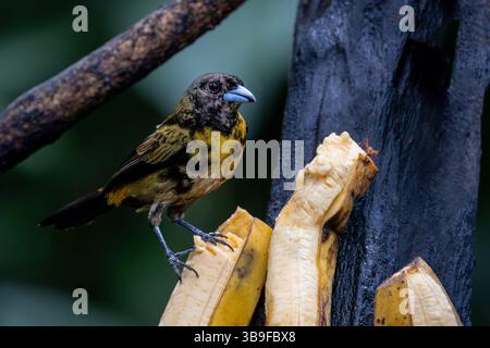 Scharlach-Tanager - weiblich Stockfoto