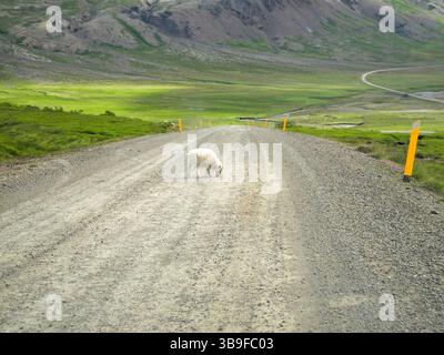 Schafe auf einer Straße in Island Stockfoto