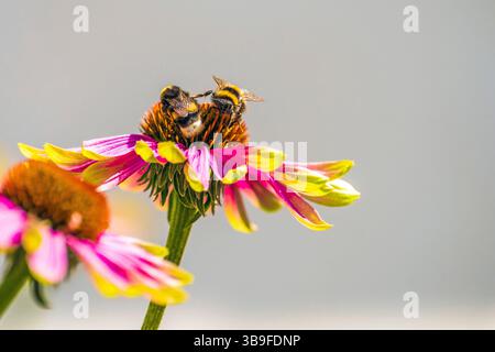 Bienen arbeiten an einem Coneflower Stockfoto