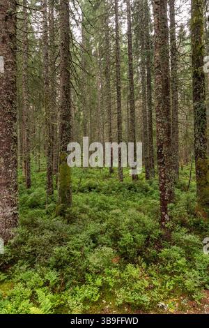 Flechtenbedeckte Nadelbaumstämme auf grünem Waldboden mit Moos und Farnen Stockfoto
