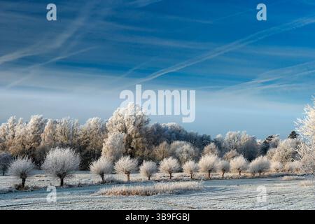 Wintertag mit reimbedeckten, bestäubten Weiden in der Hunteebene bei Oldenburg Stockfoto