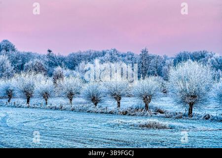 Wintermorgen mit reiffrostbedeckten, bestäubten Weiden in der Hunteniederung bei Oldenburg Stockfoto
