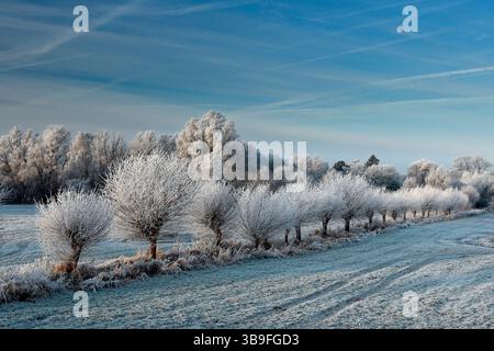 Wintertag mit reimbedeckten, bestäubten Weiden in der Hunteebene bei Oldenburg Stockfoto