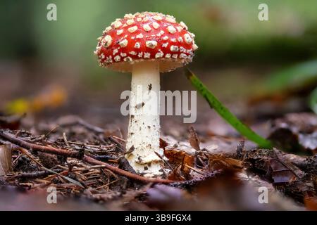 Eine einzige junge Fliege auf dem Waldboden Stockfoto