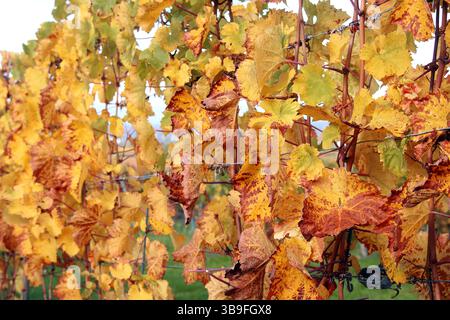 Der Weinberg wird bunt Stockfoto