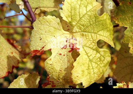 Der Weinberg wird bunt Stockfoto