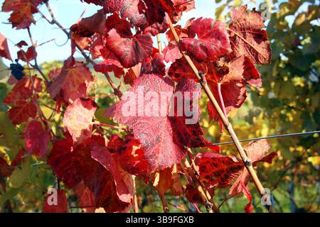 Der Weinberg wird bunt Stockfoto