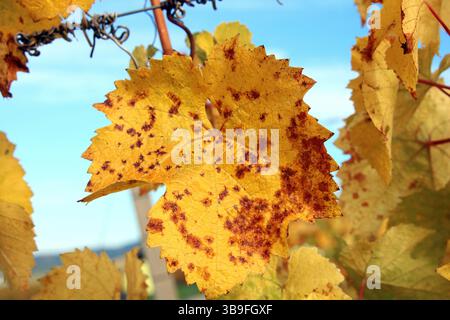 Der Weinberg wird bunt Stockfoto