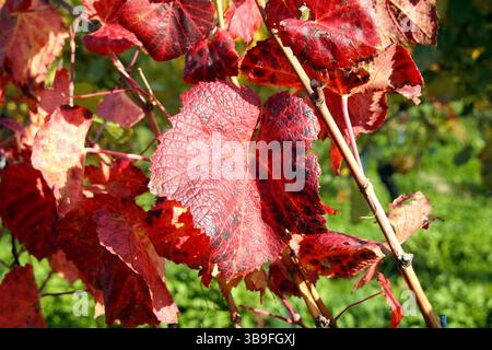 Der Weinberg wird bunt Stockfoto